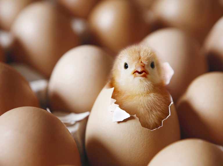 Hatching+Egg