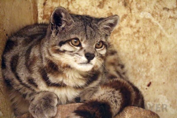 The Andean Mountain Cat