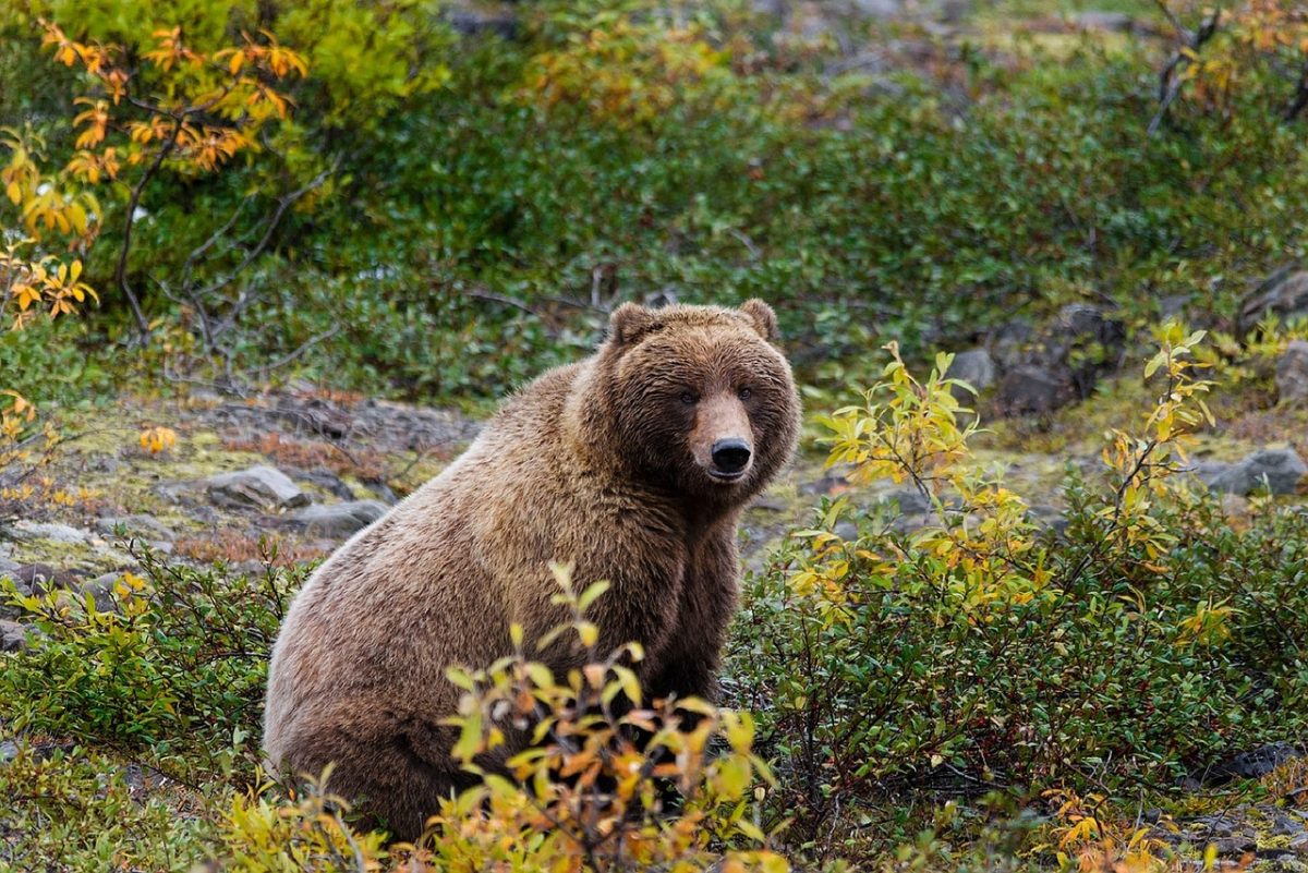 Protecting Wildlife: The Role of National Parks in Wildlife Conservation