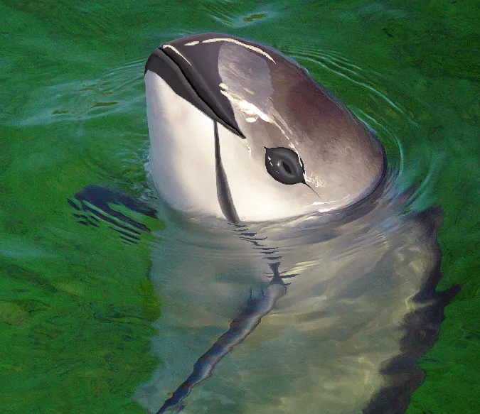 The Vaquita