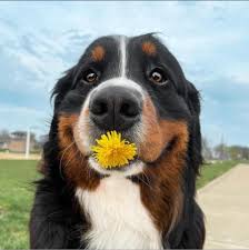 The Bernese Mountain Dog: Loyal and Hardworking Companion