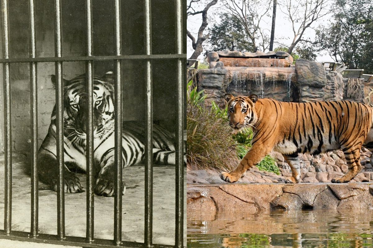 Zoos and Sanctuaries: Are they Helping or Harming Wildlife?